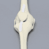 Full Knee Sawbone