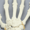 Wrist Sawbone