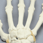 Wrist Sawbone
